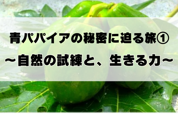 青パパイアの秘密に迫る旅①〜自然の試練と、生きる力〜