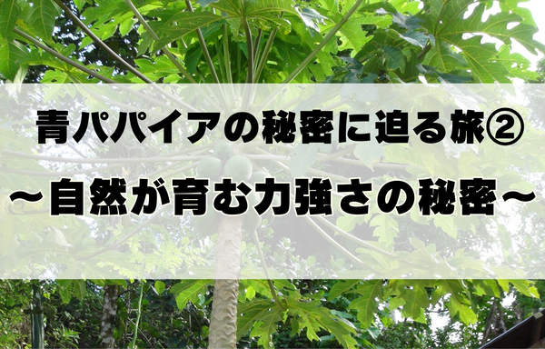 青パパイアの秘密に迫る旅②〜野生がくれた、命のエネルギー〜